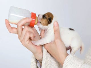 ขณะป้อนนมให้ลูกสุนัข จุกนมควรอยู่ในตำแหน่งตรงกับปากของลูกสุนัข